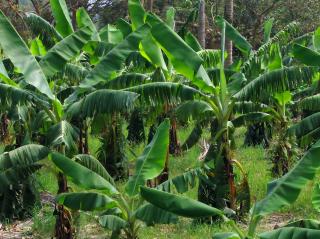 Lush banana plantation.